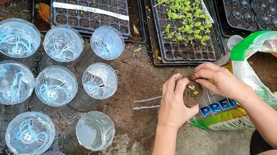 Grow Fresh Lettuce in Your Garden: Tips and Tricks for a Bountiful Harvest- Grown Ups Kids’ Toy Grow Fresh Lettuce in Your Garden: Tips and Tricks for a Bountiful Harvest- Grown Ups Kids' Toy