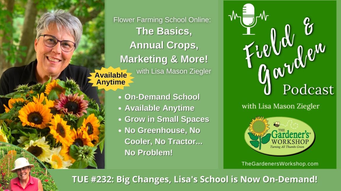 #232: Big Changes, Lisa’s School is Now On-Demand!