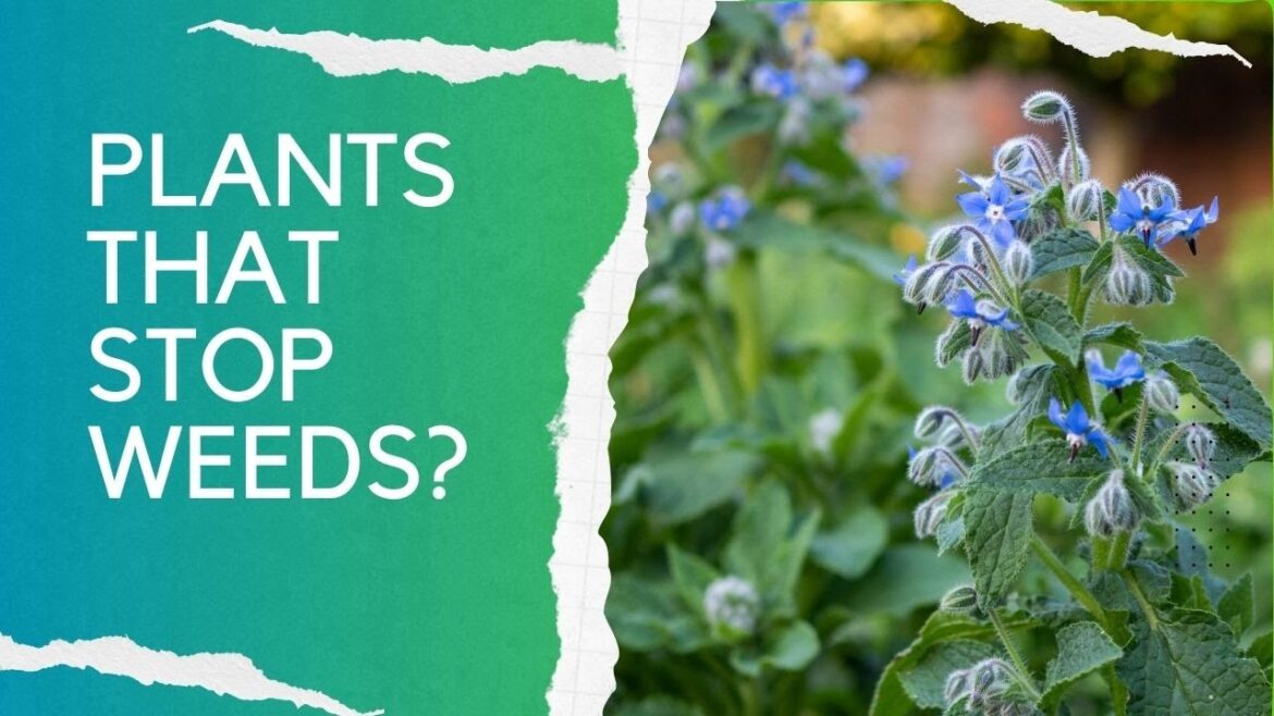 Spring garden tour – and the pros and cons of plants that help suppress weeds! Spring garden tour - and the pros and cons of plants that help suppress weeds!