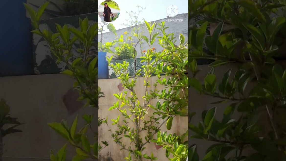 #goodmorning☕️☕️ ❤️😍#goodvibes #goodmorningstatus #garden#tressgarden #naturelovers #goodmornings