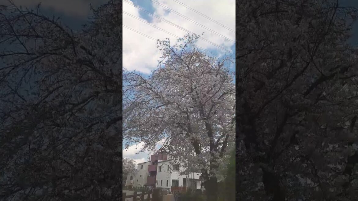 Cherry blossoms in Japan
