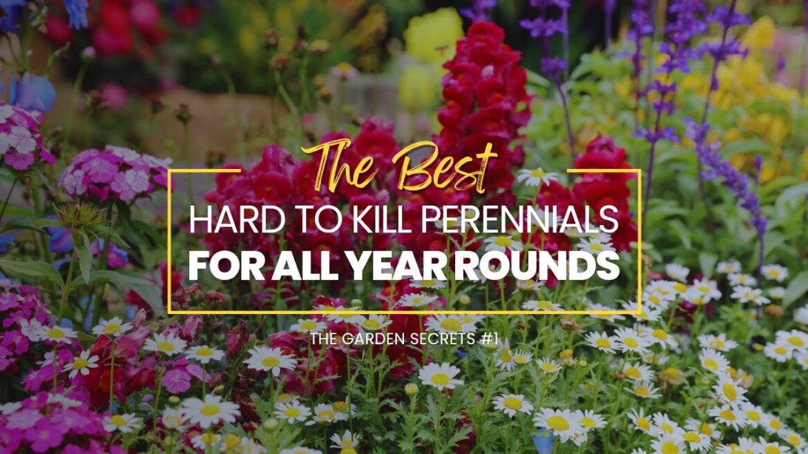 Hardy Perennials That Will Keep Your Garden Blooming Year After Year