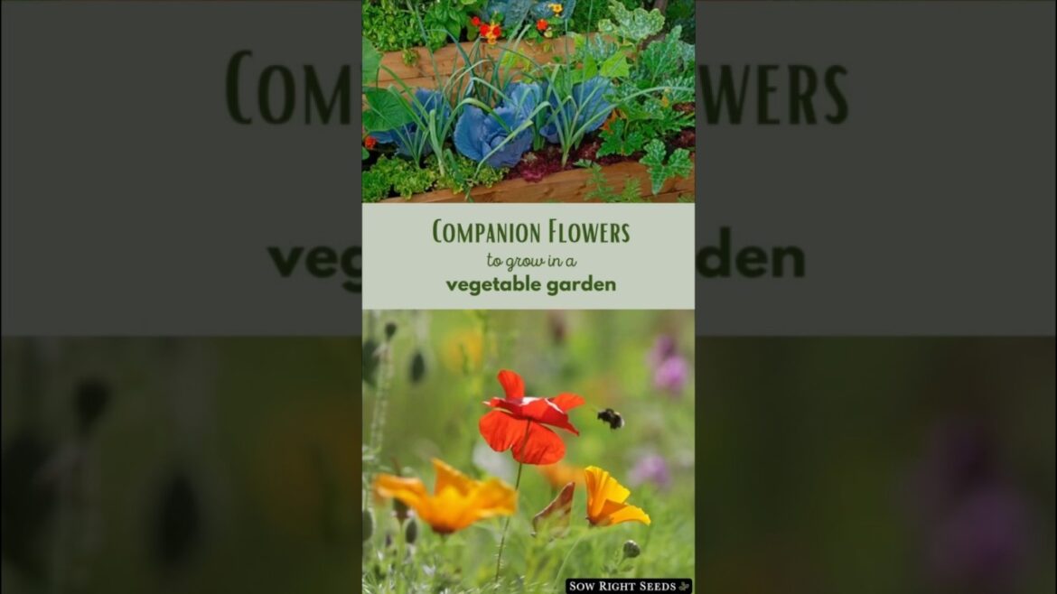 π©βπΎ Flowers that help deter pests, bring in pollinators, and boost your vegetable harvest! π©βπΎ Flowers that help deter pests, bring in pollinators, and boost your vegetable harvest!