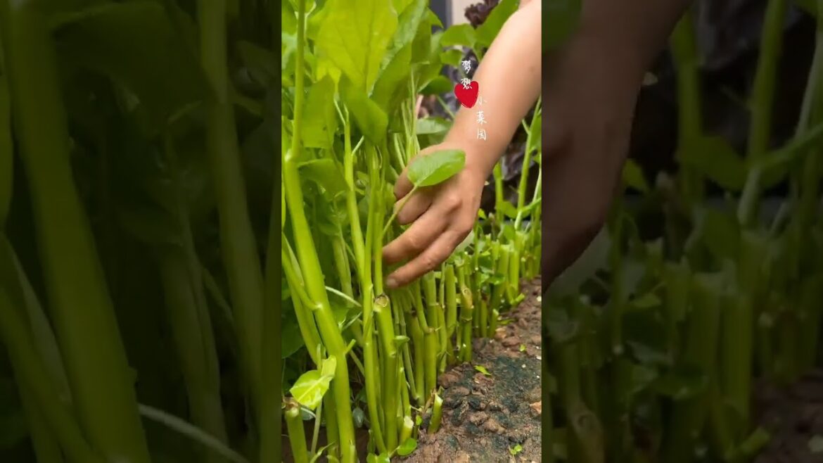 Beautiful Nature with Rural Life (P85) - Harvesting tomatoes, eggplant, perilla, water spinach