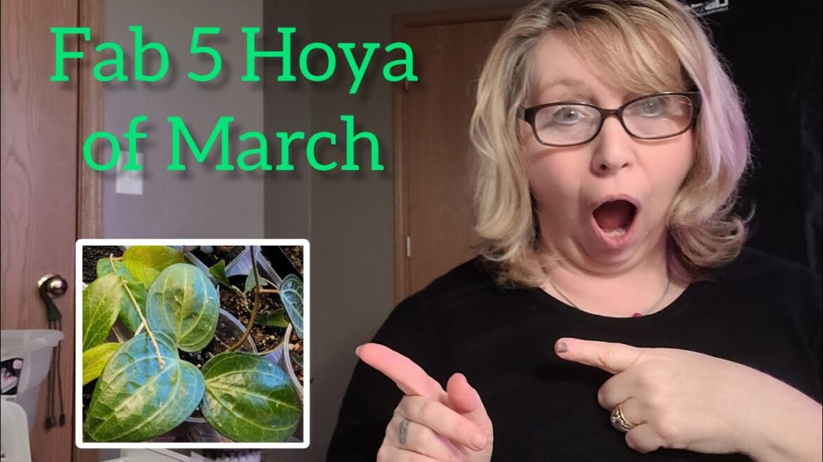 Favorite Hoya of March with plant updates.