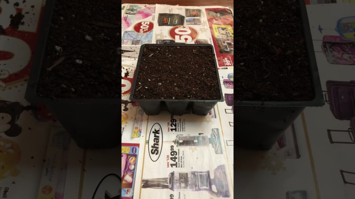 Here’s how to start tomato seeds. #seedstarting #tomatoplants #vegetablegardening #tomato #garden
