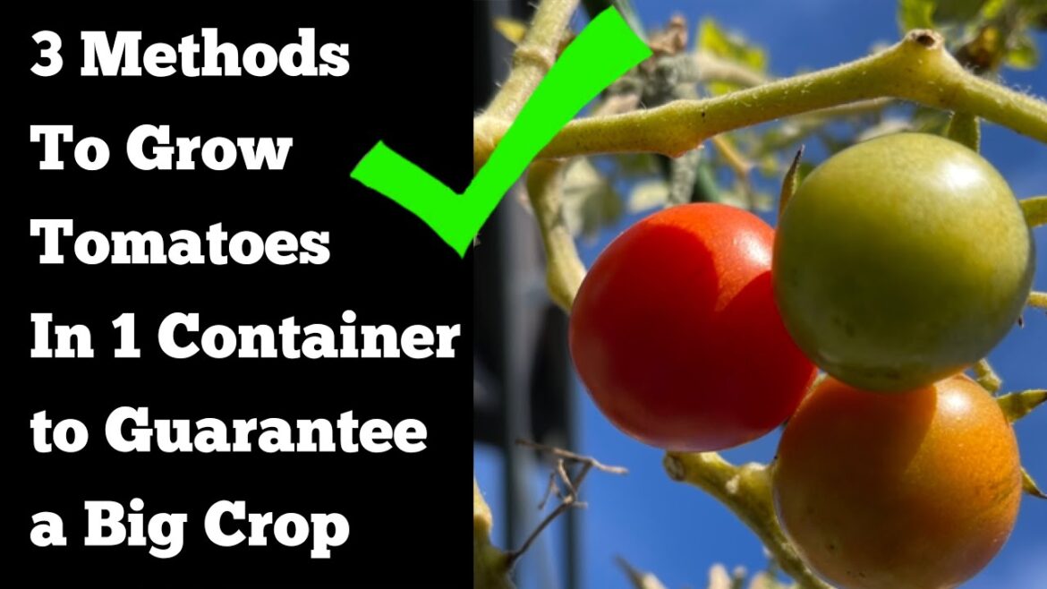 3 Tomato Growing TIPS How to Grow Tomatoes for a Sure Successful Harvest That WORKS Container Garden 3 Tomato Growing TIPS How to Grow Tomatoes for a Sure Successful Harvest That WORKS Container Garden