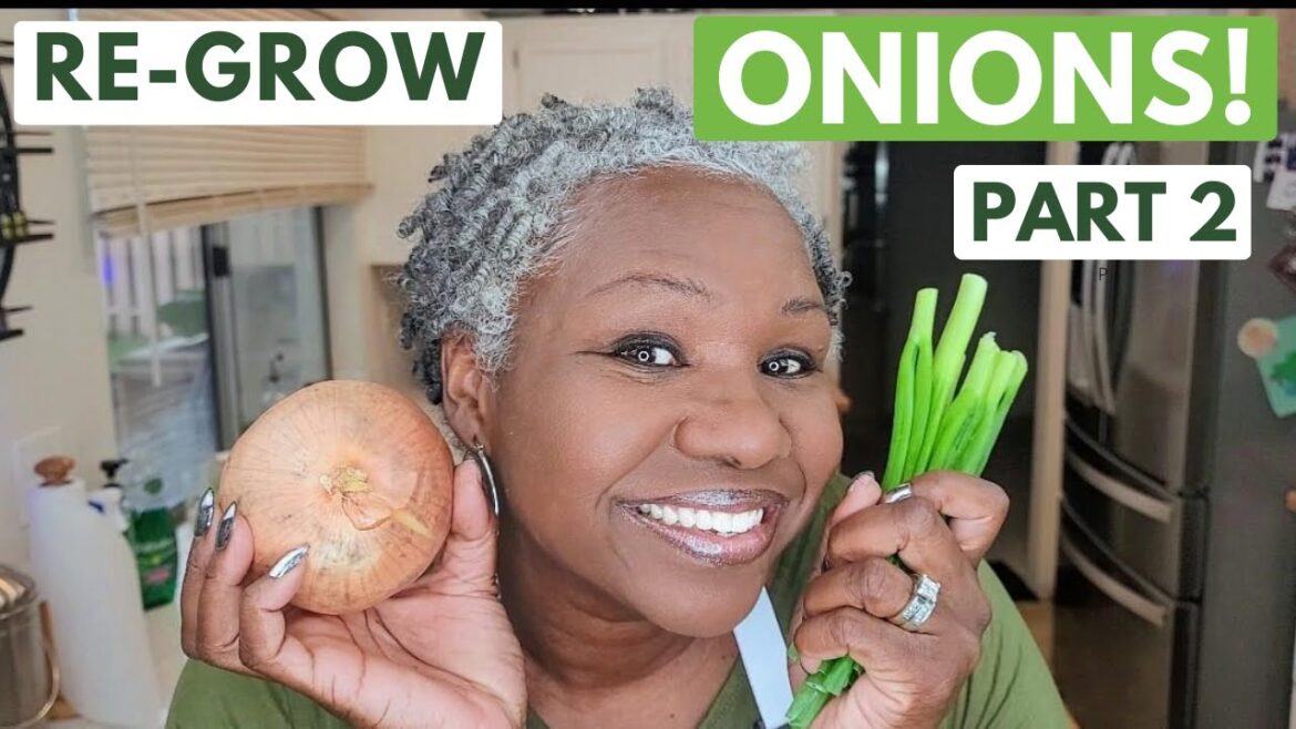 How to Re-Grow Onions Part 2: Backyard Gardening