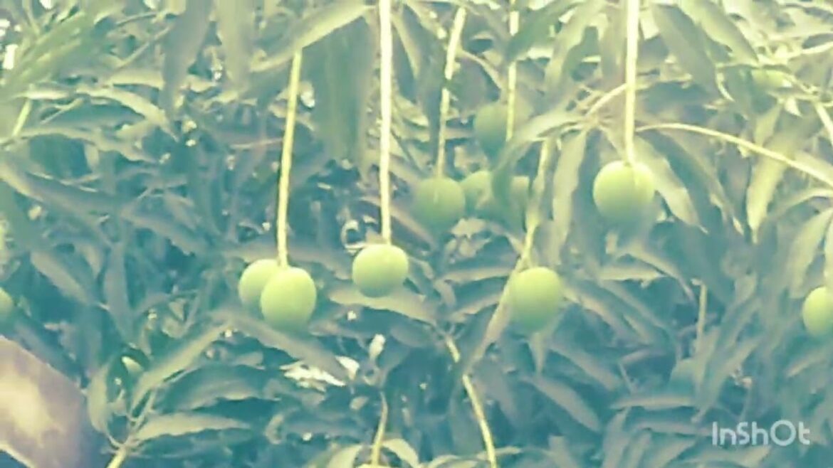 Tasty fruit Mangoes. Healthy fruits. Tasty to test. #garden #design #fruit #viral #viralvideo.