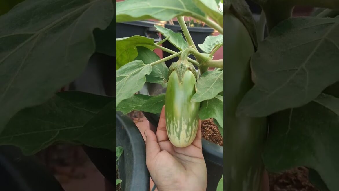 Desi Brinjals In My Terrace Garden #organic vegetables#seedsonline #9618668440 #8074159989