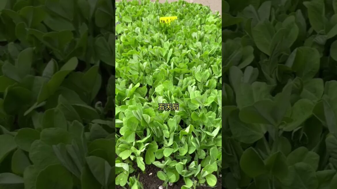 gardening ideas for home/enjoy with my garden