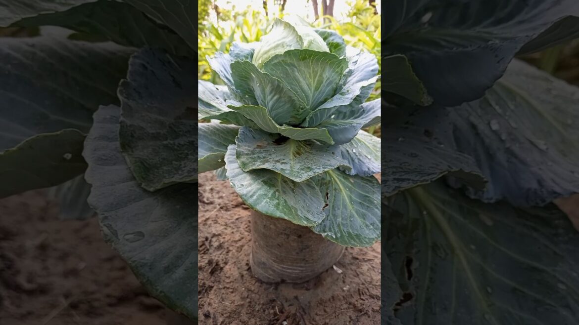 harvesting organic vegetables #shorts #short #gardening harvesting organic vegetables #shorts #short #gardening