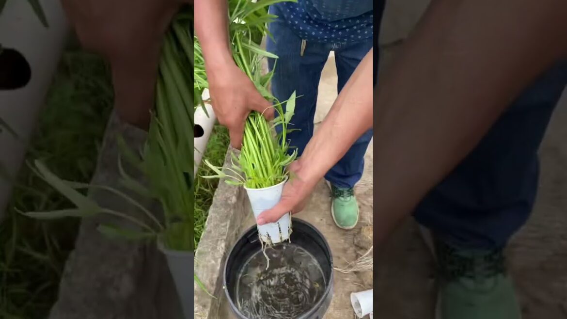 Water Spinach Hydrophonics Harvesting #fypageシ #urbanfarming #aquaponics #agritok #learnwithtiktok Water Spinach Hydrophonics Harvesting #fypageシ #urbanfarming #aquaponics #agritok #learnwithtiktok