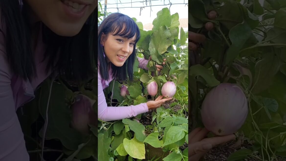 Unique eggplant varieties for your garden #eggplant #garden #vegetablegarden #plants #heirloomseeds