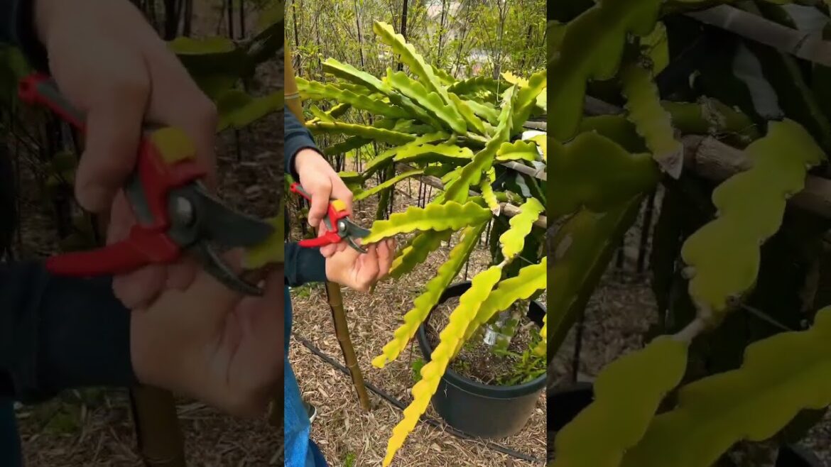 Time to Prune! #pitahaya #dragonfruit #dragonfruitfarming #gardening #cactus #hylocereus Time to Prune! #pitahaya #dragonfruit #dragonfruitfarming #gardening #cactus #hylocereus