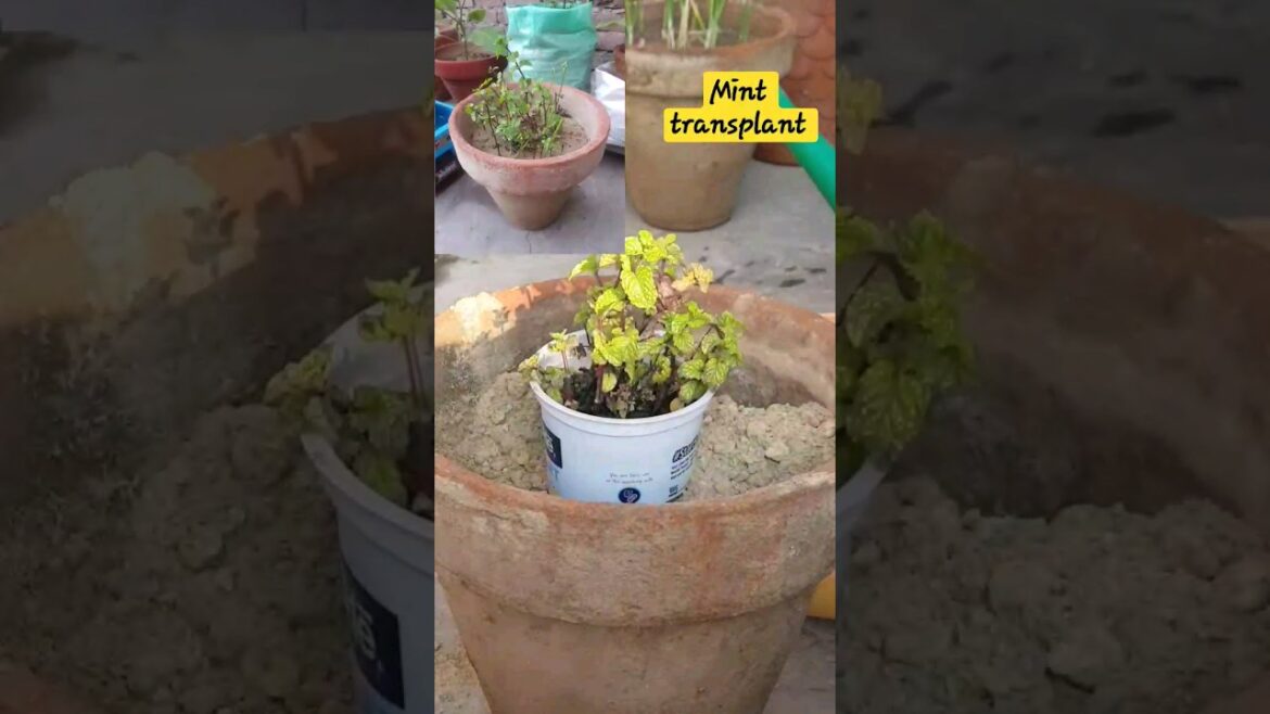 Easy way to pot up young plants |Mint Transplant |Gardening Tips #shorts #gardenideas