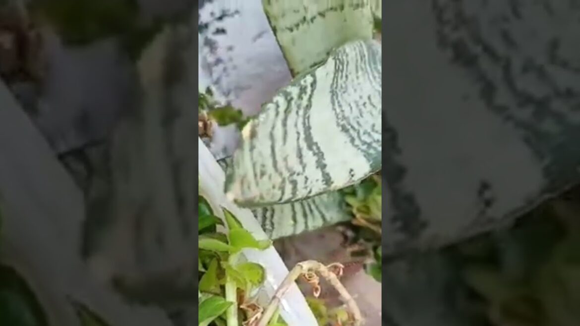 Sansevieria decoration hacks | snake plant lover Sansevieria decoration hacks | snake plant lover