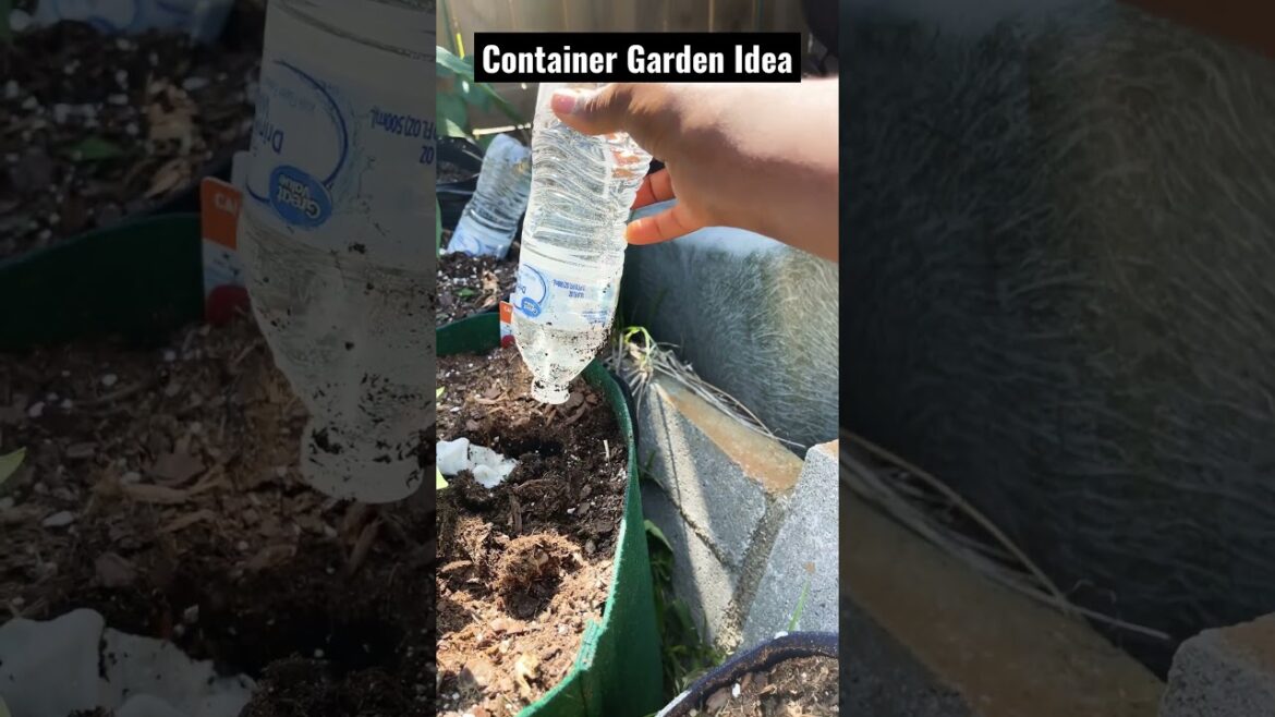 Container Gardening 2023… self watering idea #gardening #containergardening