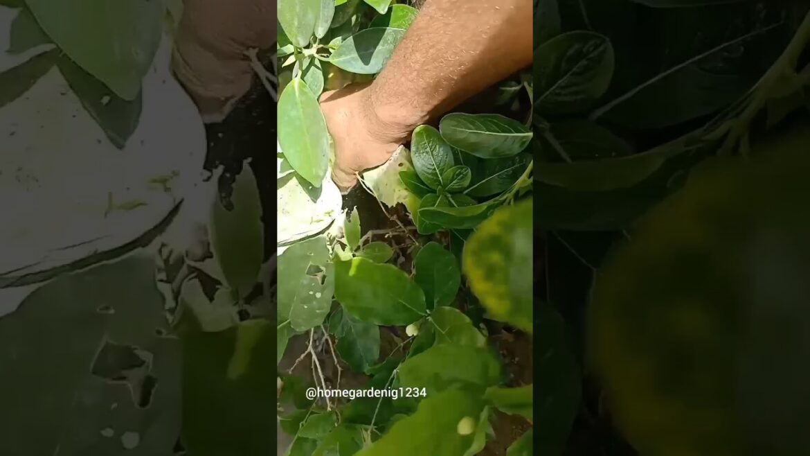 Giant cabbage grown spontaneously in my Garden| vegetable harvesting #shorts #gardening Giant cabbage grown spontaneously in my Garden| vegetable harvesting #shorts #gardening