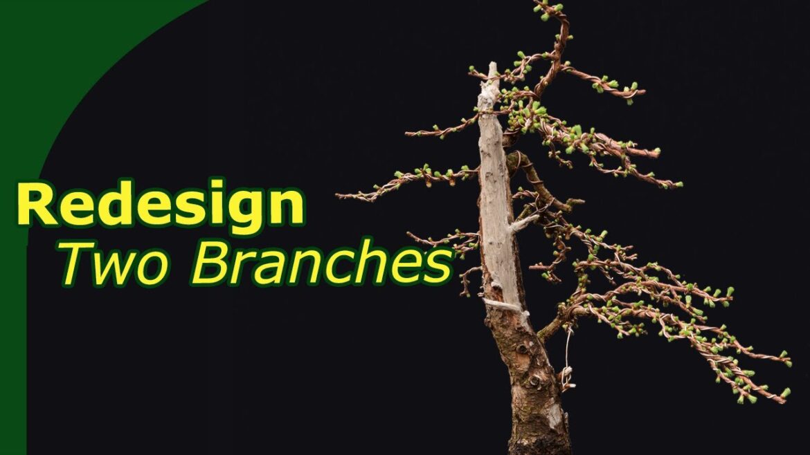 Creating a Larch bonsai using just 2 branches – 6 Month timelapse Creating a Larch bonsai using just 2 branches - 6 Month timelapse
