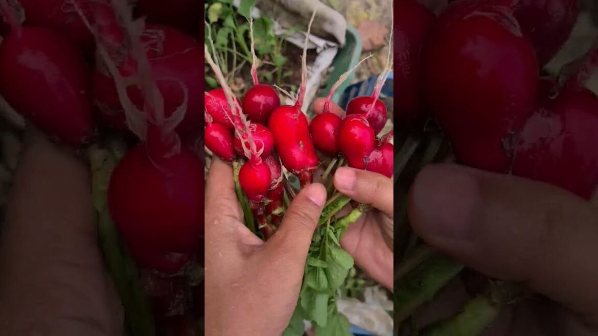 ye chukandar nahi lal muli he, this is not beetroot its round red radish, #green #shorts #farmer