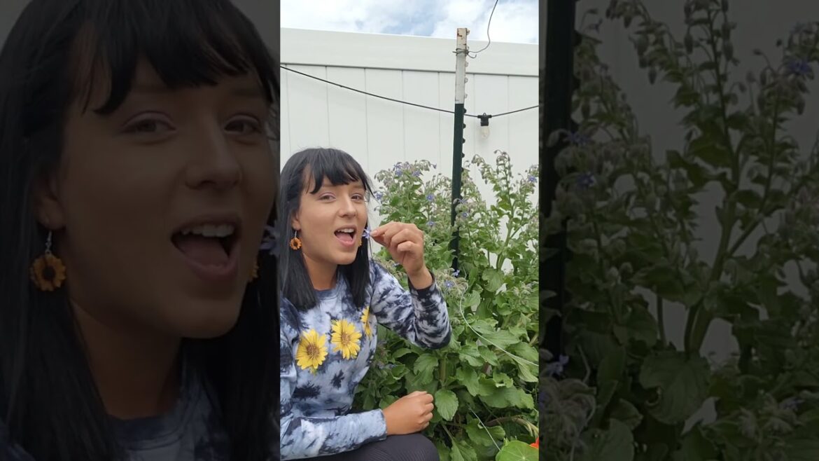 Why you should grow Borage flowers #borage #pollinators #edibleflowers #garden #flowers #bees