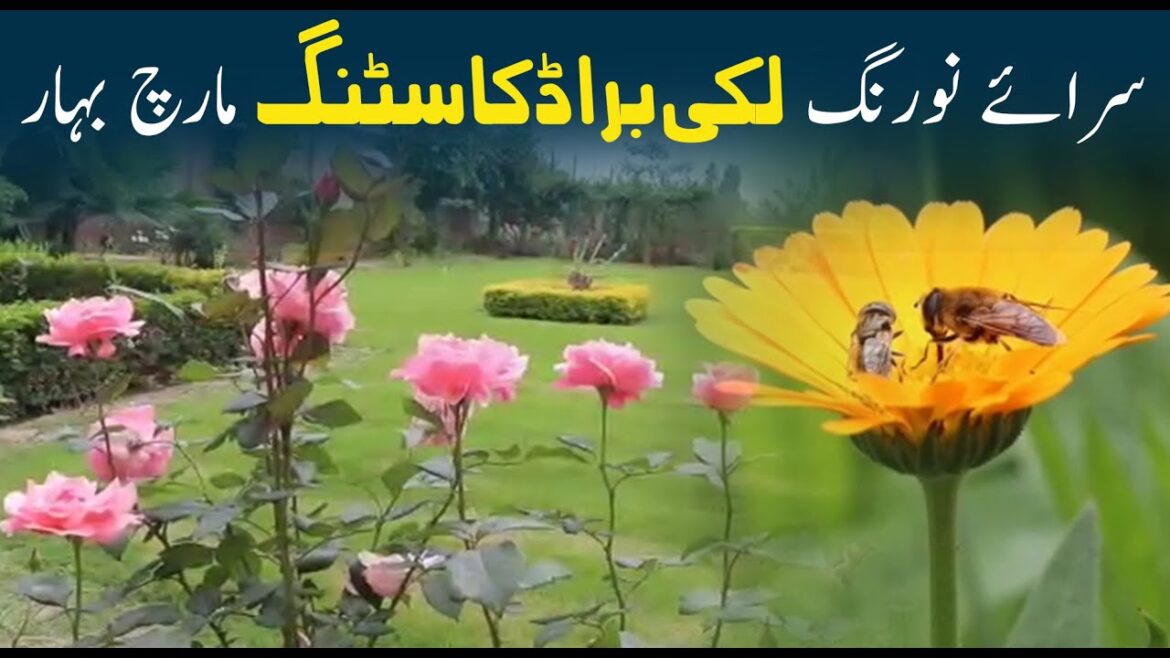Lakki Marwat Sarai Naurang spring | Lakki Broadcasting flowers #lakki #lakkimarwat Lakki Marwat Sarai Naurang spring | Lakki Broadcasting flowers #lakki #lakkimarwat
