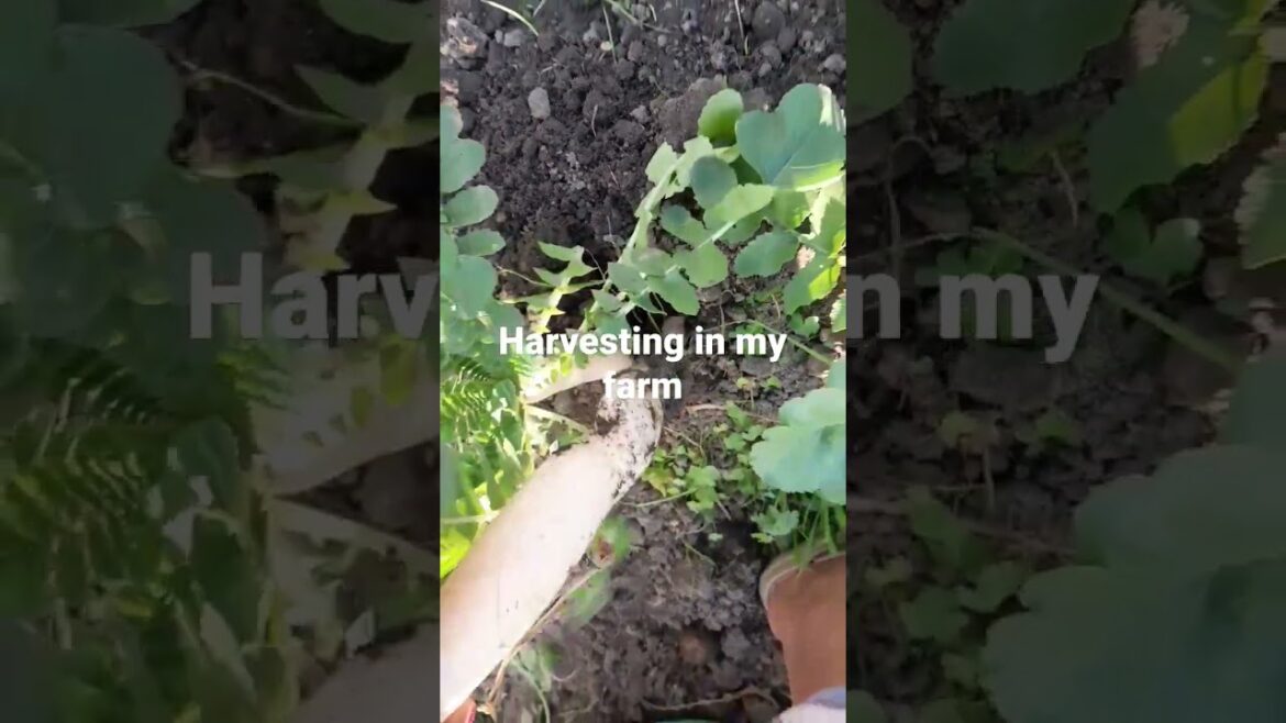 #harvesing#vegetable