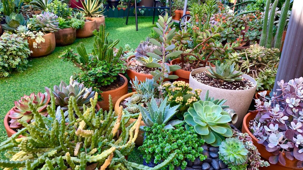 Revisiting my Backyard succulent garden.
