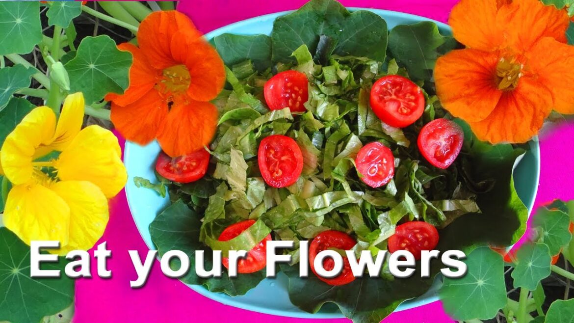 How to Grow Nasturtium Edible Herb Flower Salad or Cake Decoration π Garden Plant Growing w/ Bananas How to Grow Nasturtium Edible Herb Flower Salad or Cake Decoration π Garden Plant Growing w/ Bananas