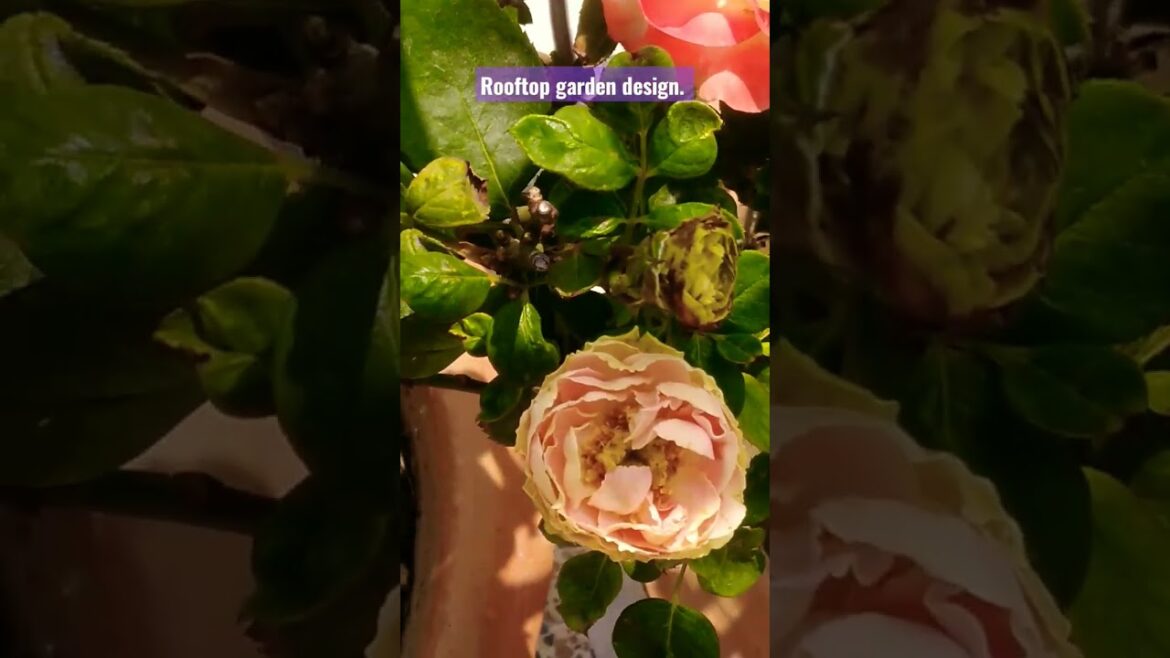 Rooftop garden design. Rose garden terrace. #design #garden #viralvideo #viral #shorts Rooftop garden design. Rose garden terrace. #design #garden #viralvideo #viral #shorts