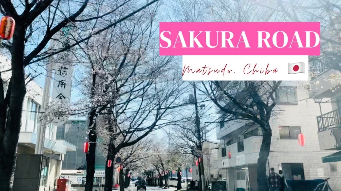 SAKURA ROAD | SAKURA STARTS BLOOMING | CHERRY BLOSSOM  IN JAPAN | ROAD TRIP