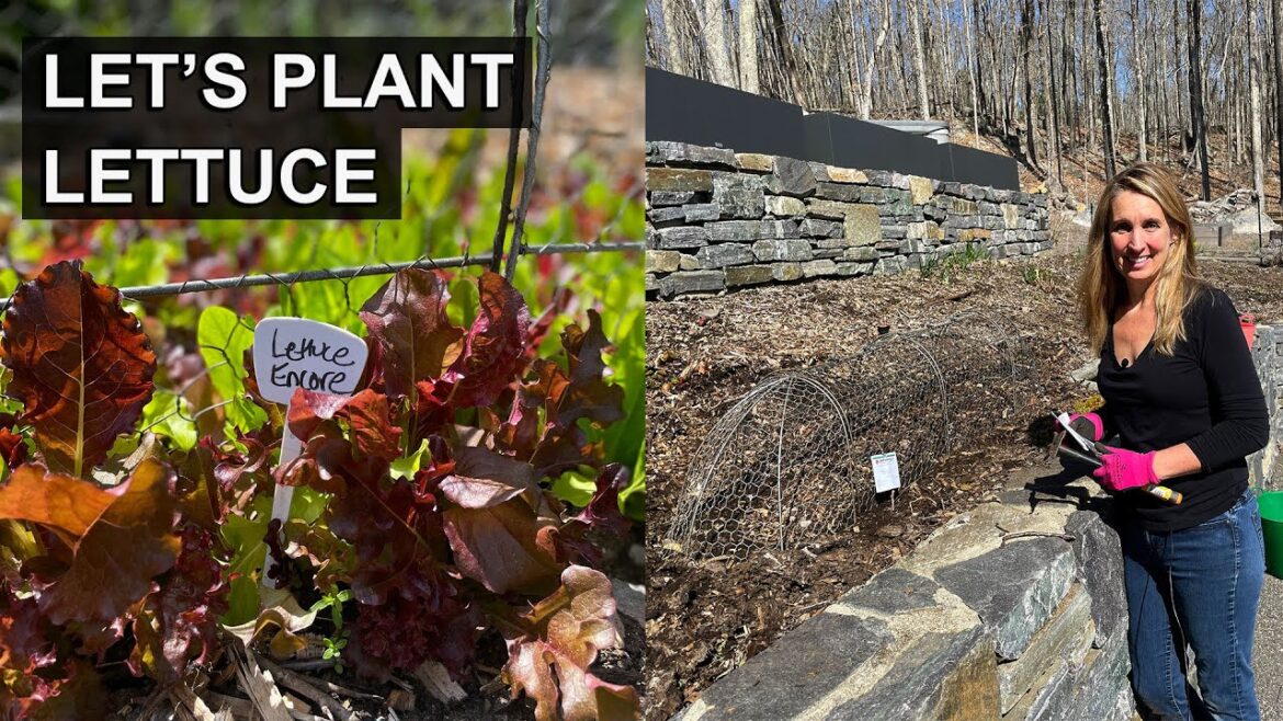 Grow Fresh Lettuce form Seed at Home | Easy tips to Make it Happen! 🥬 🥬 Grow Fresh Lettuce form Seed at Home | Easy tips to Make it Happen! 🥬 🥬