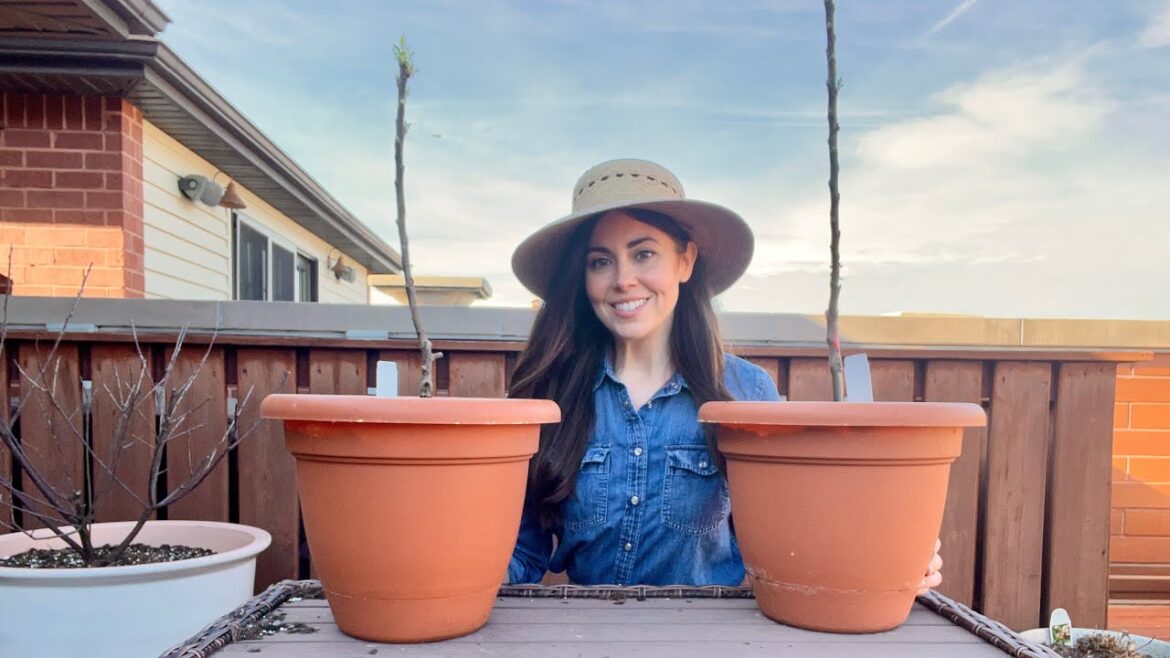 Planting Apple Trees In Pots | The Last Addition To My My Container Orchard Planting Apple Trees In Pots | The Last Addition To My My Container Orchard