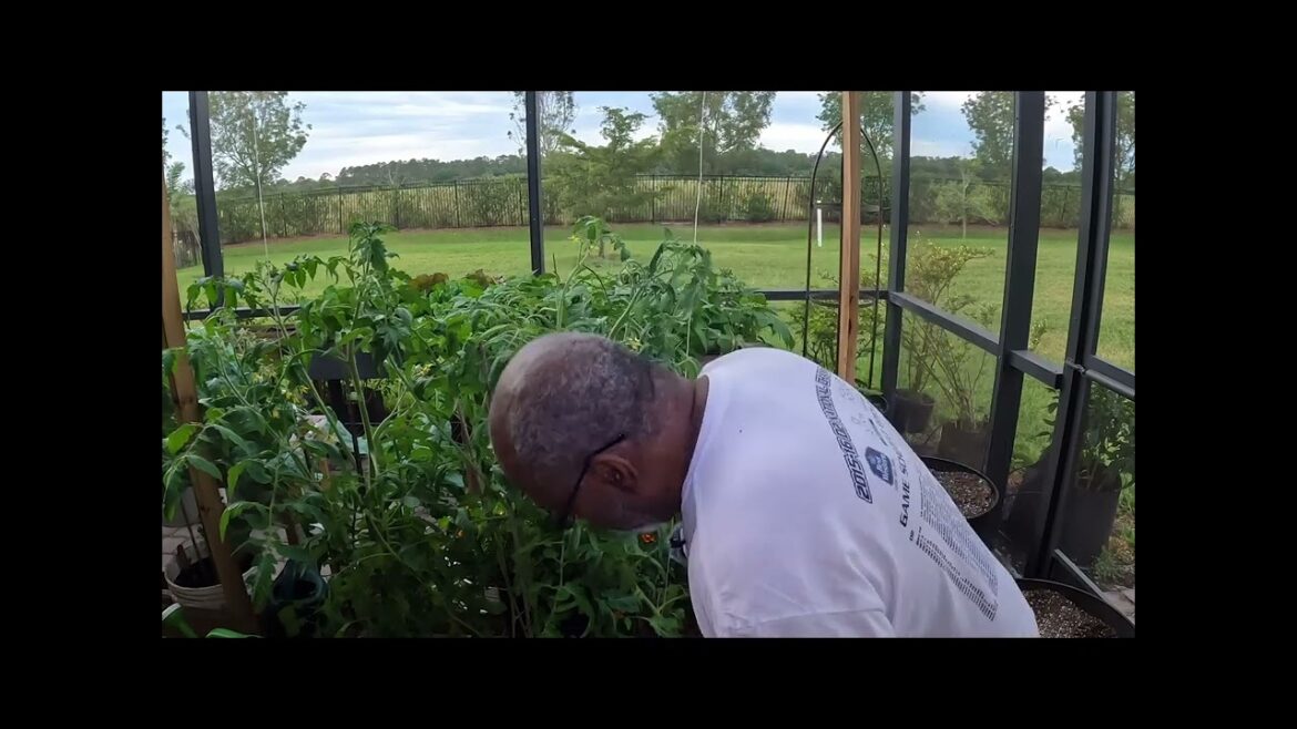 Indeterminate Tomatoes vs Determinate Tomatoes | Which one is best for me? Indeterminate Tomatoes vs Determinate Tomatoes | Which one is best for me?
