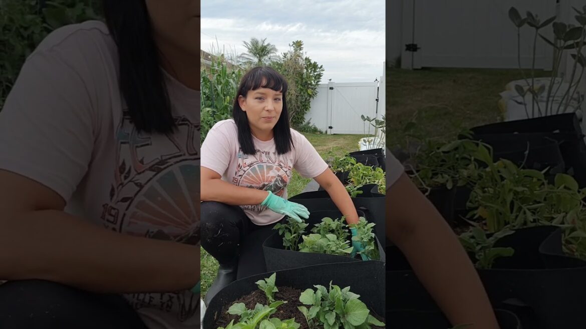 How to grow more potatoes by hilling with soil #potato #gardeningtips #homestead #growyourownfood