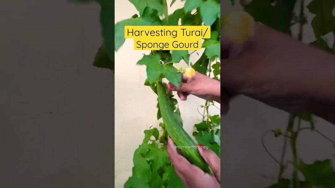 Harvesting Turai/Sponge Gourd From My Garden #shorts #urbangardening #harvesting #viralreels #shots