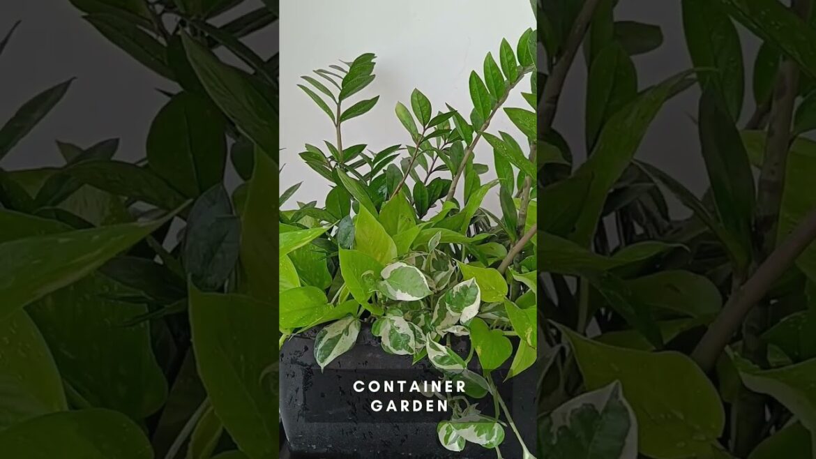 Container Gardening | ZZ , Neon Pathos and N-Joy Pathos