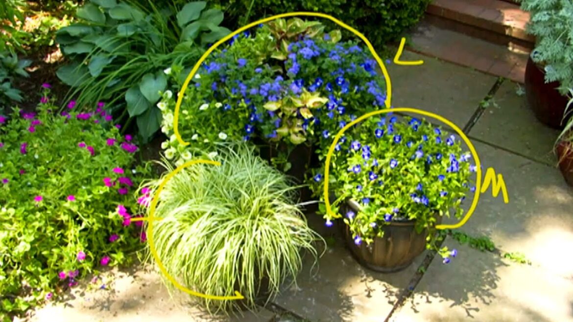The Basics of Container Garden Color Design | P. Allen Smith Classics