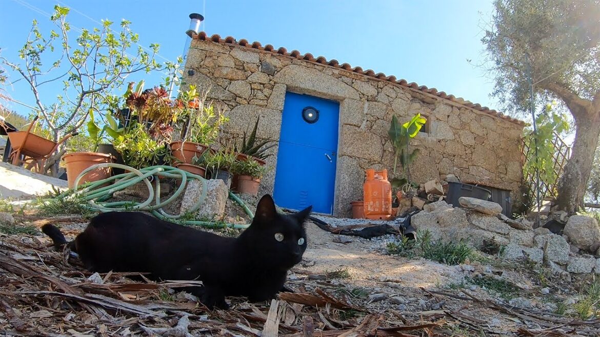 Shed Plans, Garden Chaos, & I’m ADOPTING – Off Grid Portugal Homestead Shed Plans, Garden Chaos, & I'm ADOPTING - Off Grid Portugal Homestead