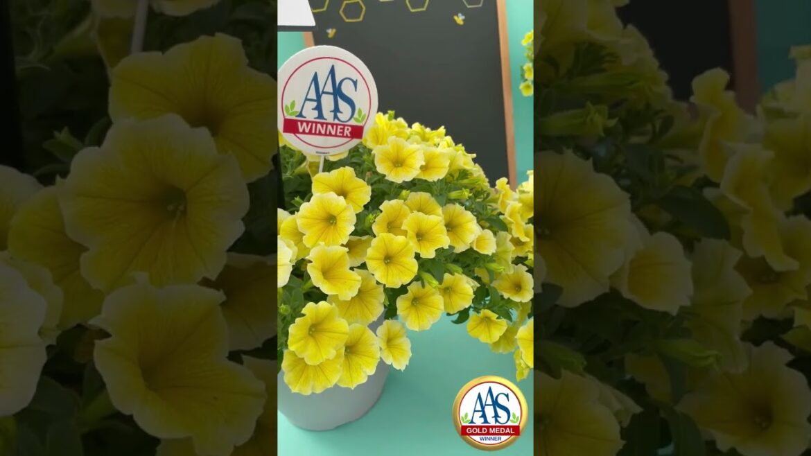 All-America Selections Flowers & Vegetables: Pollinators are Loving AAS Gold Medal Winner Bee’s Knees Petunias Pollinators are Loving AAS Gold Medal Winner Bee's Knees Petunias