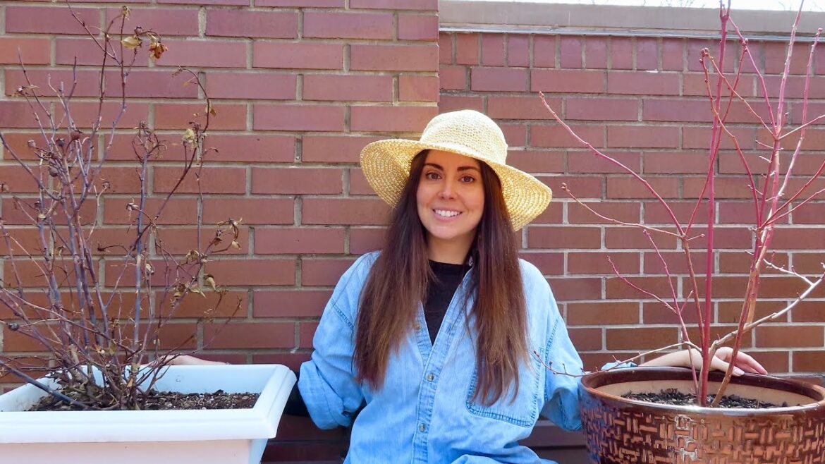 What Died & Survived Over Winter in My Garden | Container Gardening