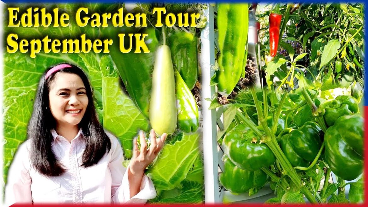 Edible Garden Tour in September Manila London Organic Gardening UK Filipino Pinoy Gardener Vlog