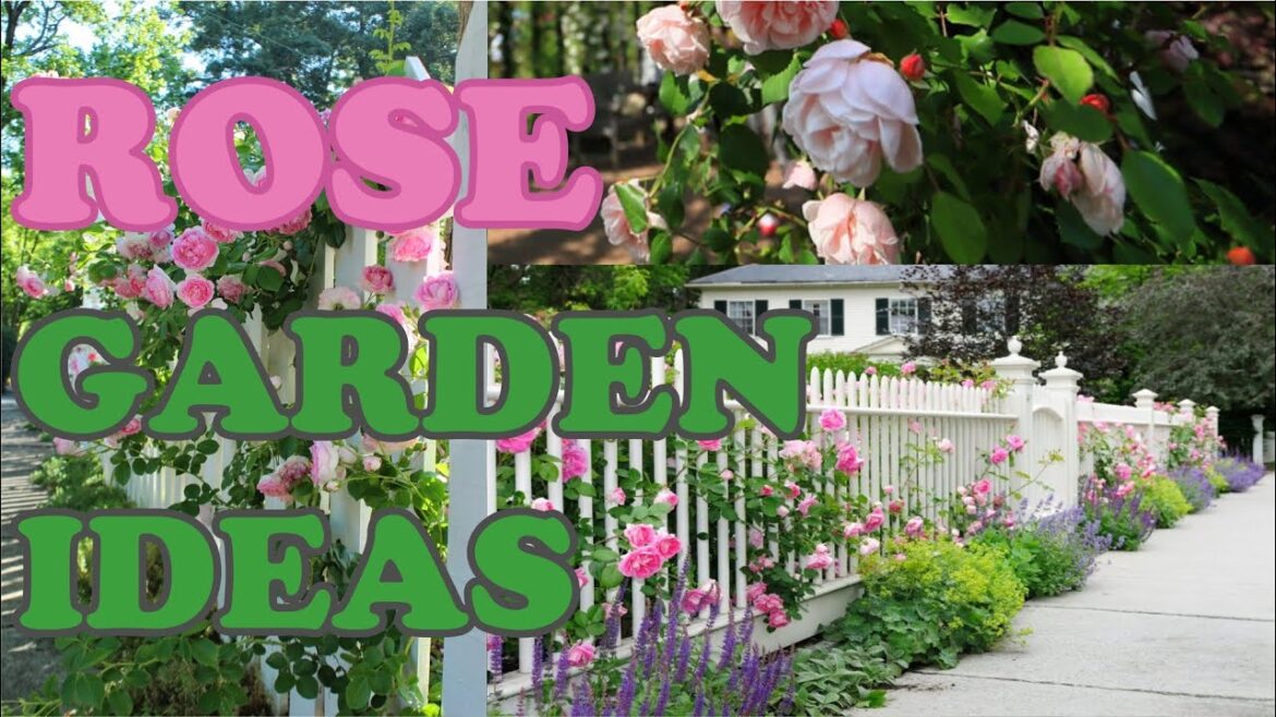 Amazing Rose Garden Ideas on This Year
