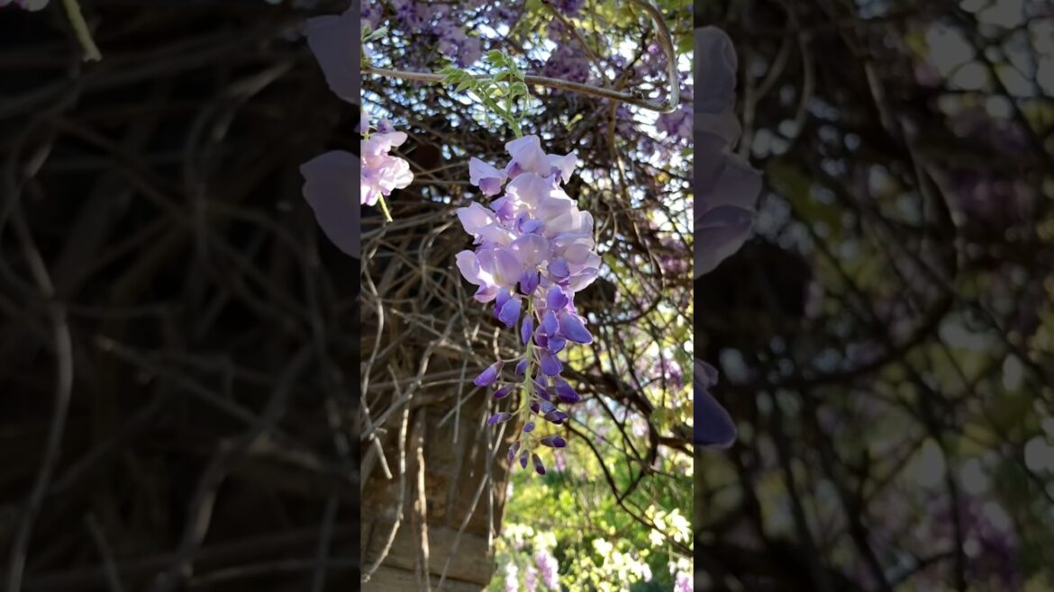 Beautiful WISTERIA Flowers 🌸 #shorts #ytshorts #spring #gardening #flowers #kawaii #wisteria