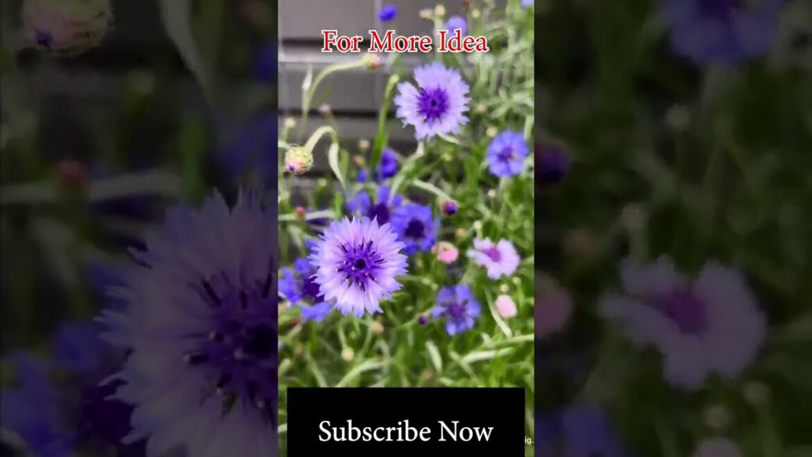 Purple Flower Garden Design Ideas | How to Decorate Your Garden with Stunning Purple Flowers Purple Flower Garden Design Ideas | How to Decorate Your Garden with Stunning Purple Flowers