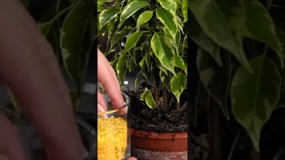 The amazing garden hacks 🌴🤩 The amazing garden hacks 🌴🤩