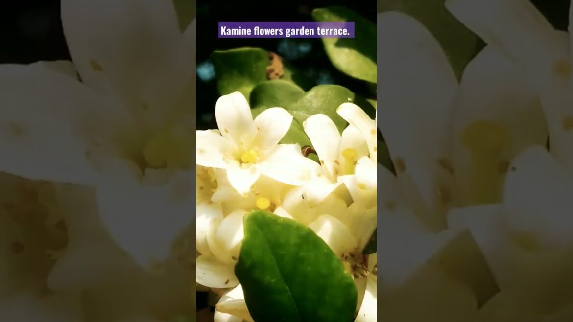 kamine flowers. Garden terrace. Garden design ideas.#design #garden #shorts#viral #subscribe.