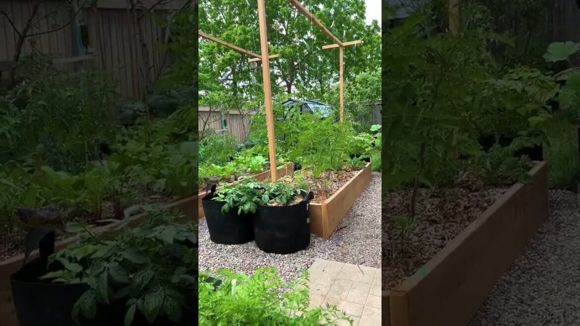 How to Build a Garden Archway #Shorts