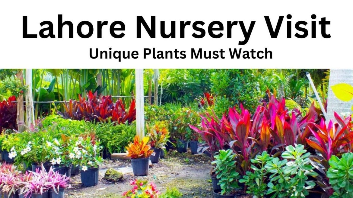 Nursery Visit Lahore/Cheapest Nursery/Best Nursery Of Lahore /Land Of Ideas Nursery Visit Lahore/Cheapest Nursery/Best Nursery Of Lahore /Land Of Ideas
